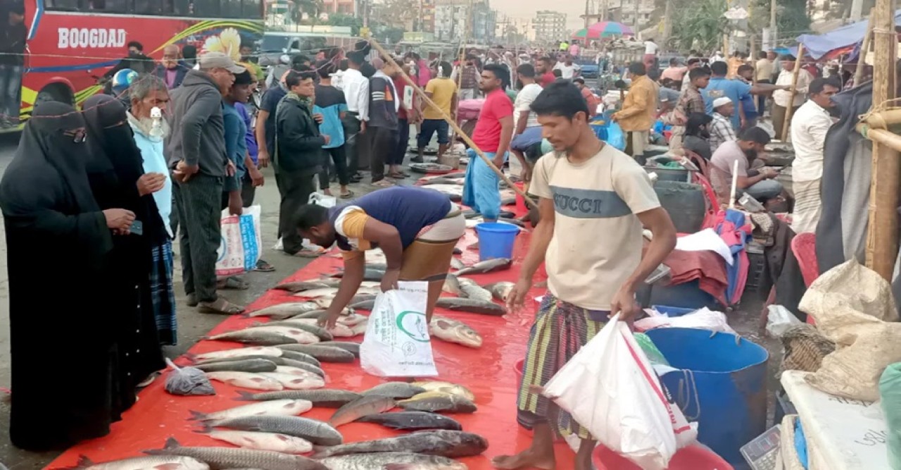 কুমিল্লার পাদুয়ার প্রতি হাটে মাছ বিক্রি হয় ৬ কোটি টাকা