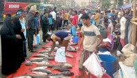 কুমিল্লার পাদুয়ার প্রতি হাটে মাছ বিক্রি হয় ৬ কোটি টাকা